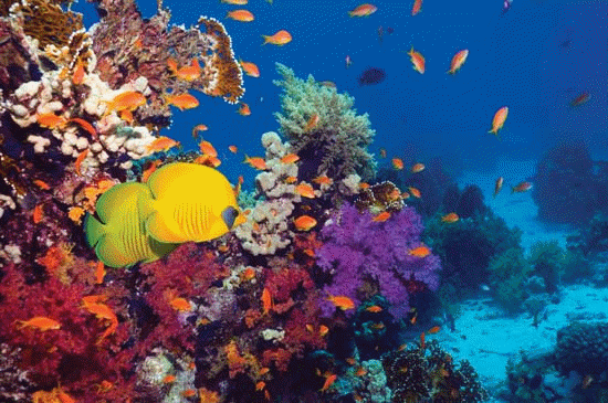 Coral reefs