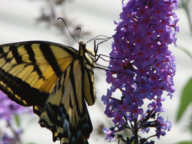 Much of nature's delicate balance is a case of give and take.