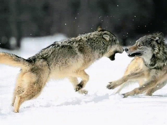 Species can compete with each other for infinite resources