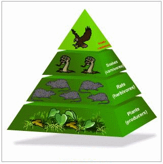 Illustration of a food chain