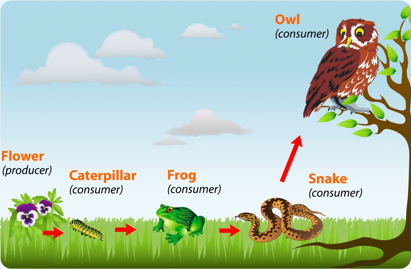 The food chain