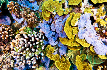 Coral reefs are extensive and diverse marine ecosystems