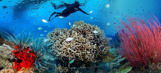 Coral reef regeneration Project