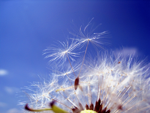 Biological dispersal