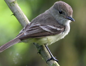 Darwin's finches/Galapagos finches