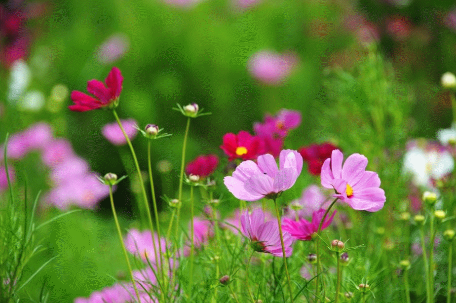 Diversity of life