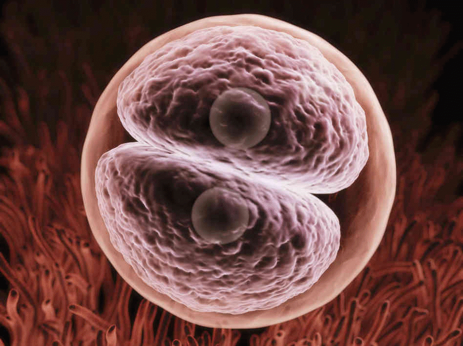 A zygote begins its journey to express in the form of a human being.