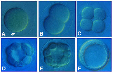 Cleavage pattern of an embryo