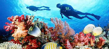 An underwater glimpse of animal diversity on and around a coral reef.