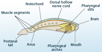 Notochord and Pharyngeal gill slits – Characteristic features of Chordates Notochord and Pharyngeal gill slits – Characteristic features of Chordates