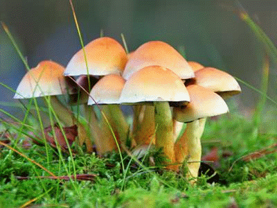 Mushrooms belongs to kingdom Fungi