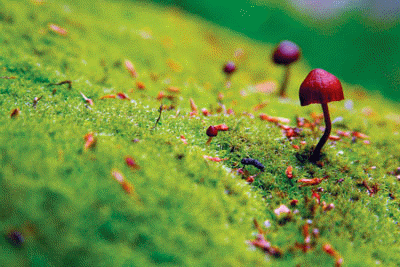 Fungi imperfecti