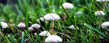 Mushroom is a familiar kind of fungus