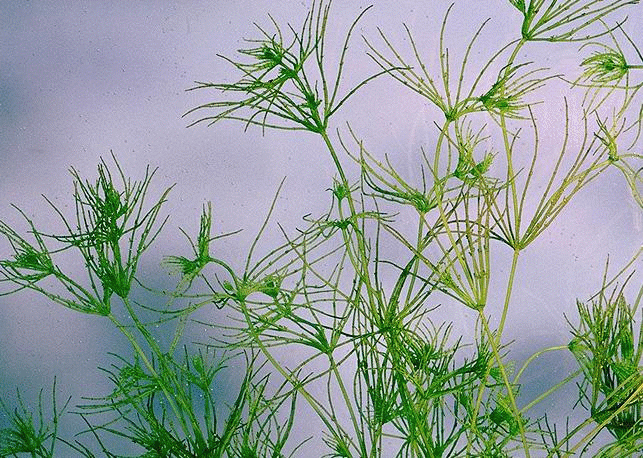 The Charophyta