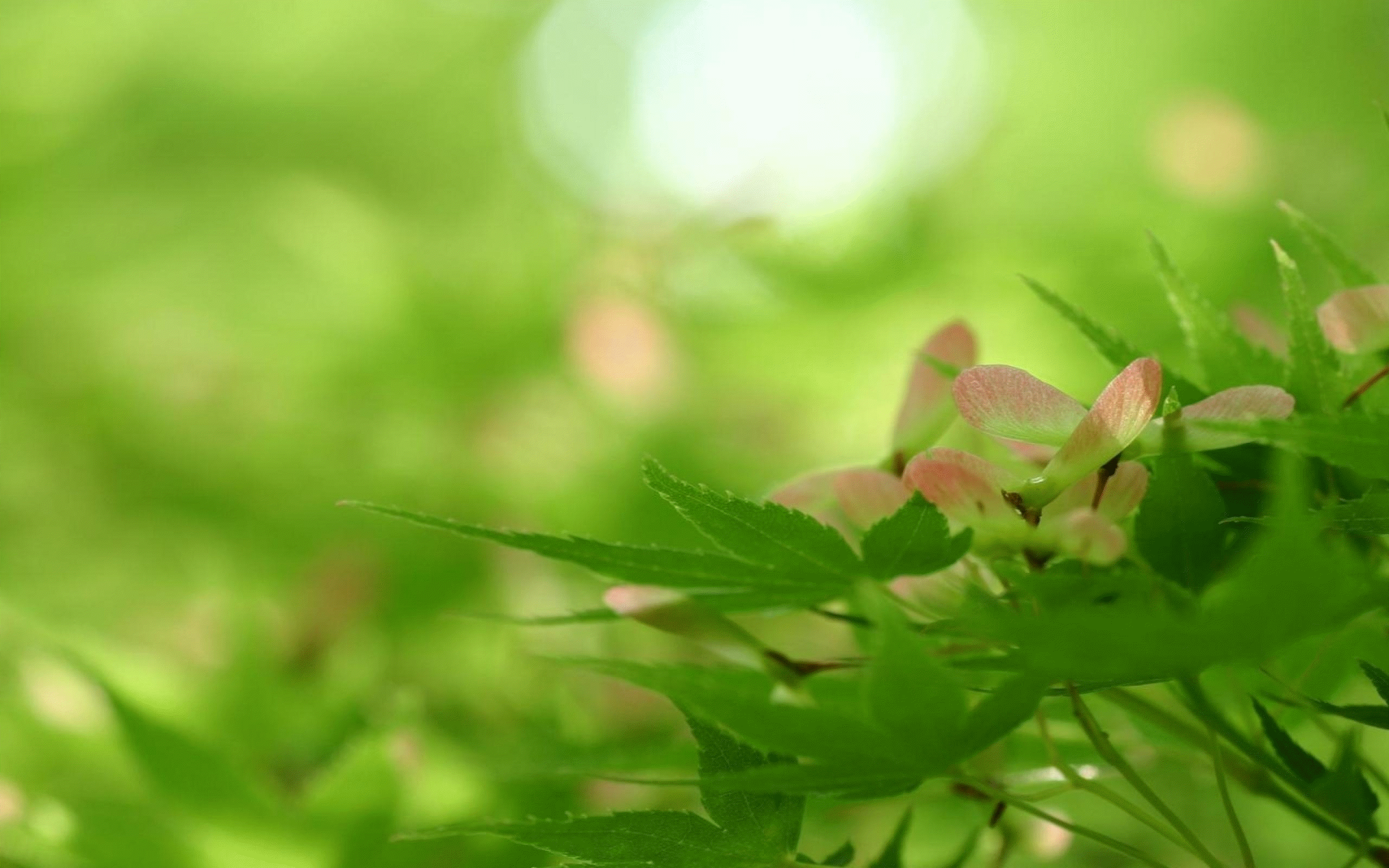 Plant world