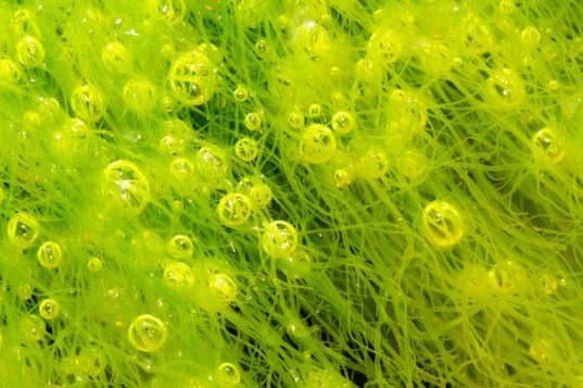 Algae
