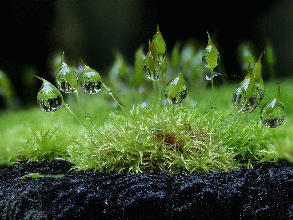 Bryophytes