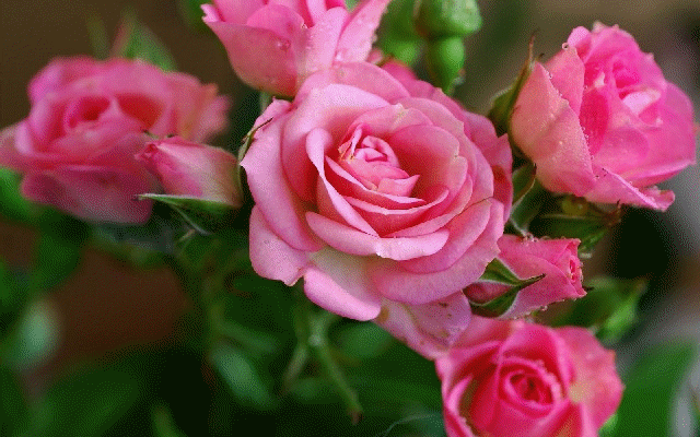 Angiosperms