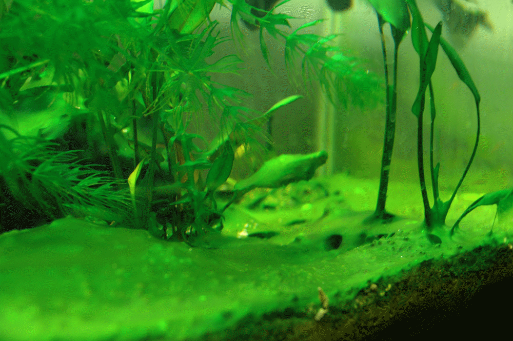 Cyanobacteria