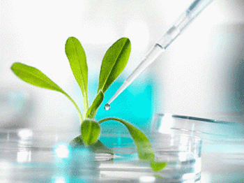 <em>Agrobacterium tumifaciens</em>, a gall-forming plant pathogen that is often used in the genetic engineering
                             of plants, which is a member of Proteobacteria.