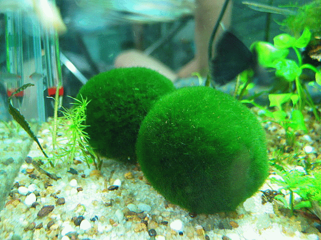 Plant-like protists are called as algae