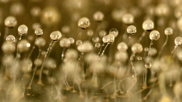 Slime molds