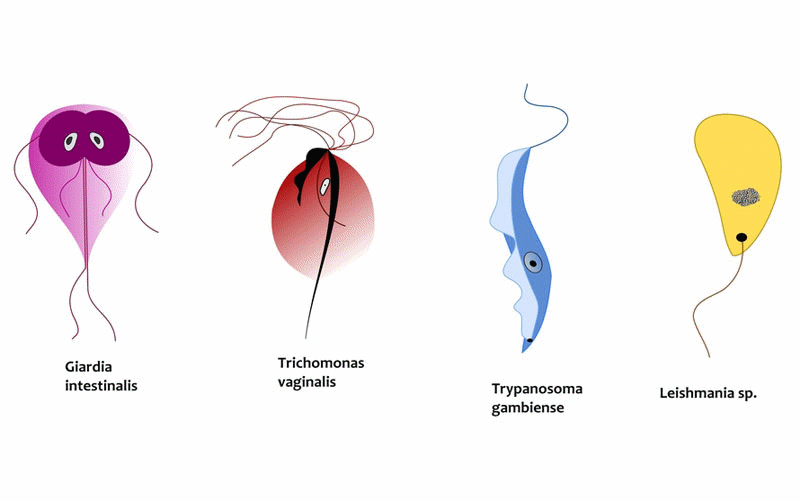 Protozoans - Animal-like Protists