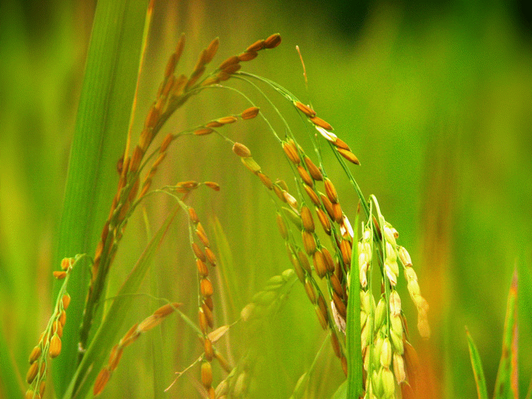 Golden rice - One of the examples of transgenic crops