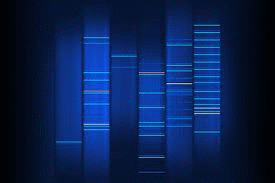 Structural and functional organization of all the chromosomes in the genome of an organism.