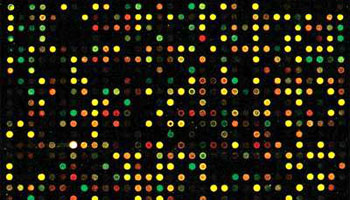 A DNA microarray