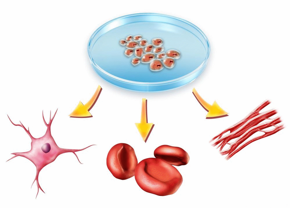 Pluripotent stem cells