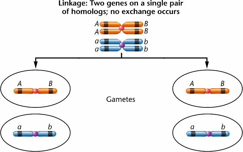 This complete linkage produces only parental or noncrossover (NCO) gametes in equal proportions