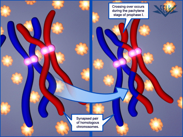 Chromosomal crossing over results genetic variation in populations