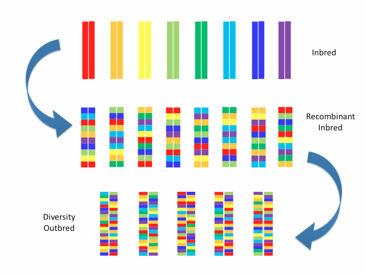 A linkage map shows the frequencies of recombination between markers during crossover