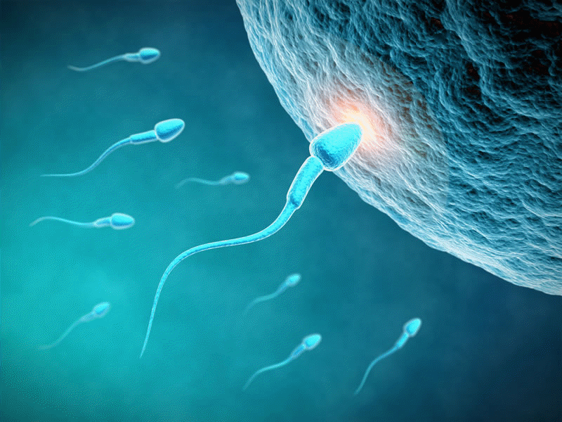 Organisms that reproduce sexually