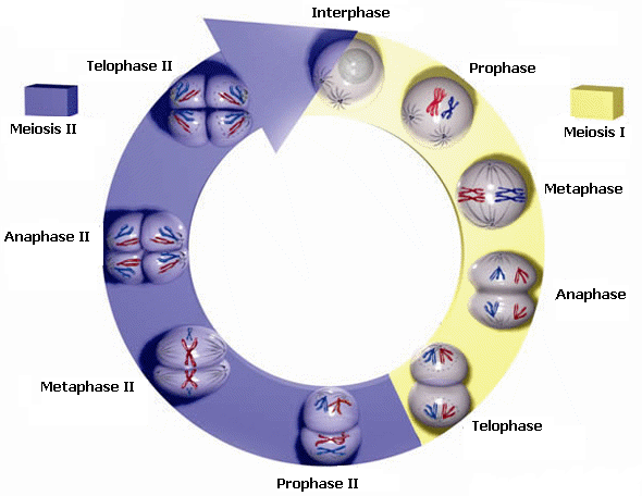 Overview of Meiosis 