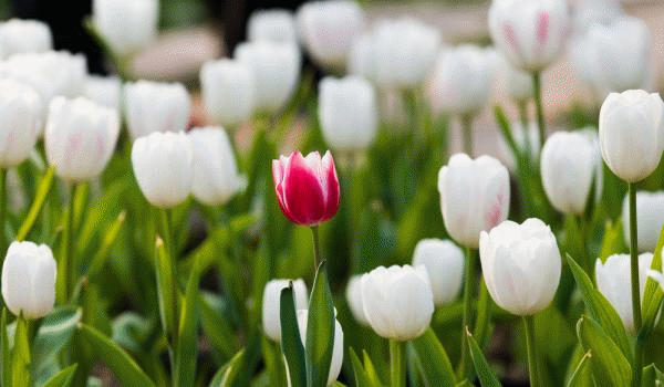 Meiosis helps to fuel the incredible diversity of life on Earth 