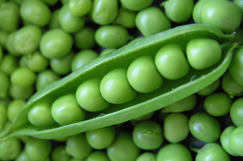 What's so special about Mendel's Peas?