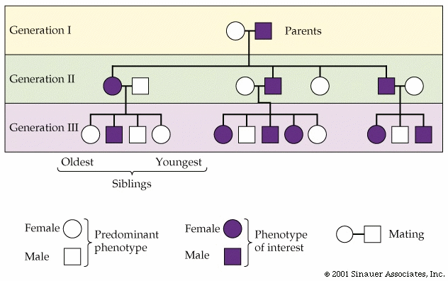 Pedigree analysis help us predict the future