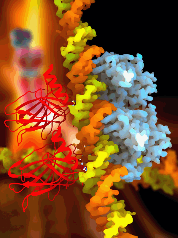 p53 gene