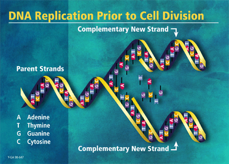 The DNA double helix acts as a template for its own duplication