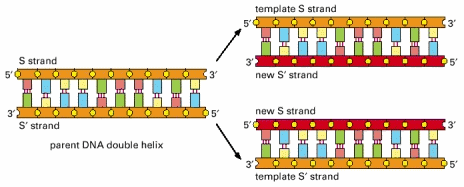 Illustration of DNA replication