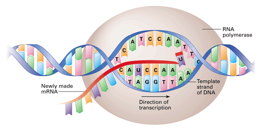 DNA is copied into RNA by the enzyme, RNA polymerase