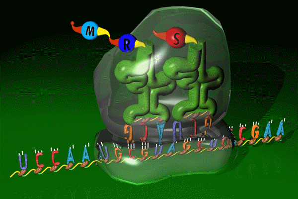 Ribosomes play a key role in gene translation/protein synthesis.