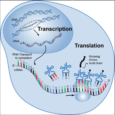 Central dogma of molecular biology