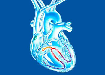 Do you know that our heart has an electrical system?