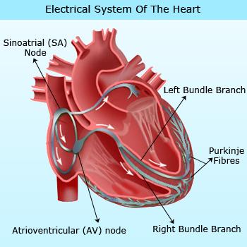 SA node – The pacemaker of the heart
