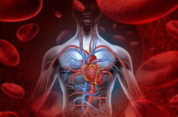 Circulatory system Transports blood to all parts of the body