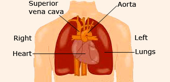 Location of the heart