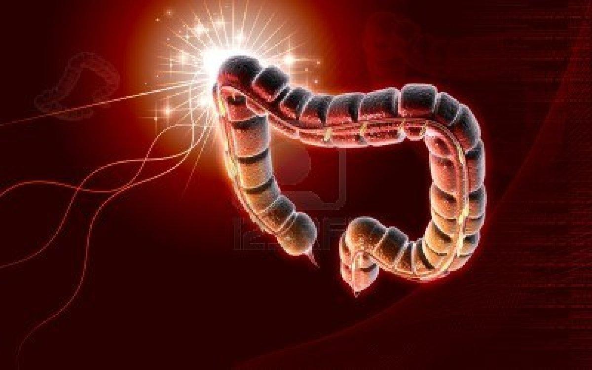Large intestine is the last part of the digestive system
